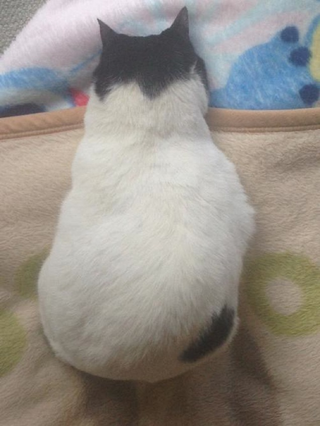 Illustration for article titled An Easy Way To Turn Your Cat into Totoro